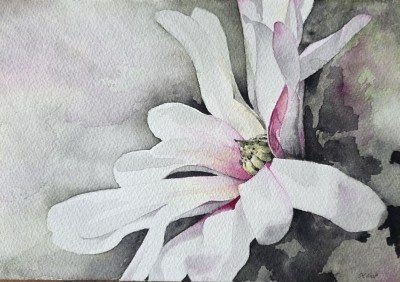 Aquarellbild einer weissen Pfingstrose vor blauem Hintergrund